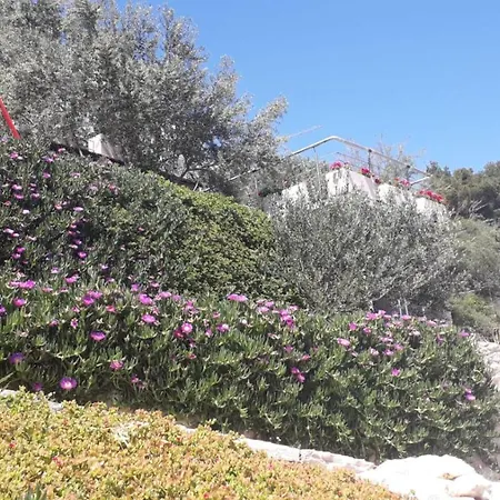 Rosa * Vela Luka